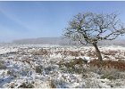 Alan Phillips_The Winter Tree.jpg